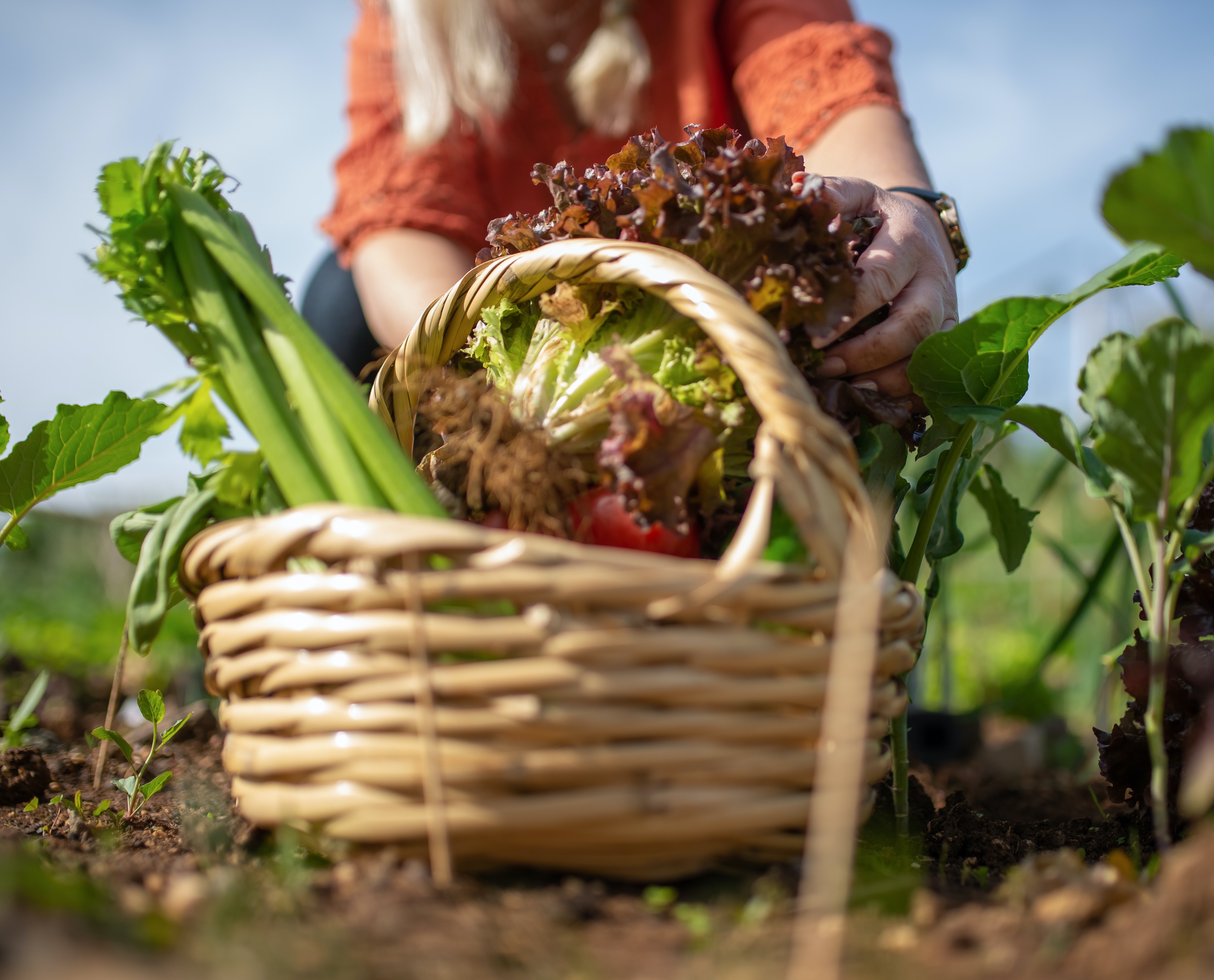 Qui sommes nous - je vends mon potager