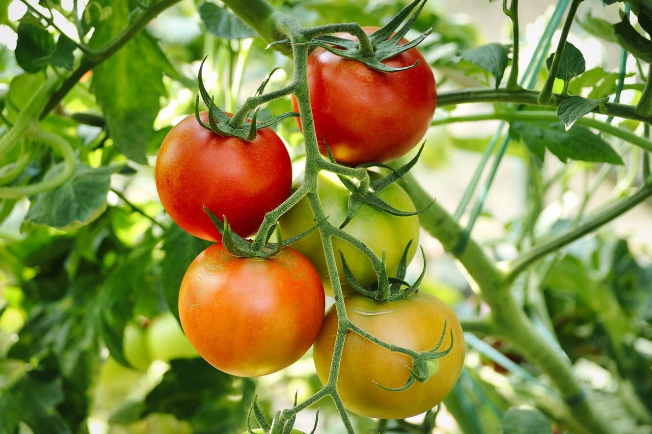 Comment faire pour que les tomates rougissent ? - Tomate - potager - fruits