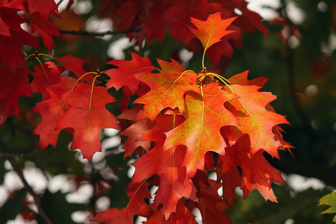 Quoi planter potager - automne