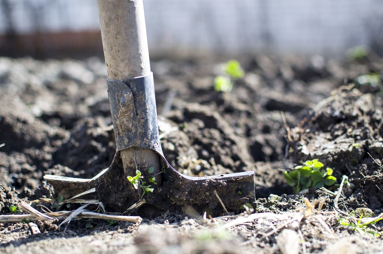 Que pouvez-vous semer et planter en janvier dans votre potager ? - Hexagones