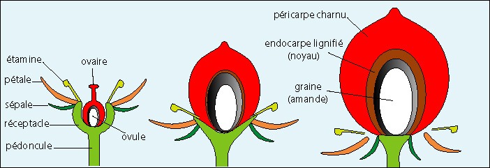 FLEUR EN FRUIT DIFFERENCE FRUIT ET LEGUME