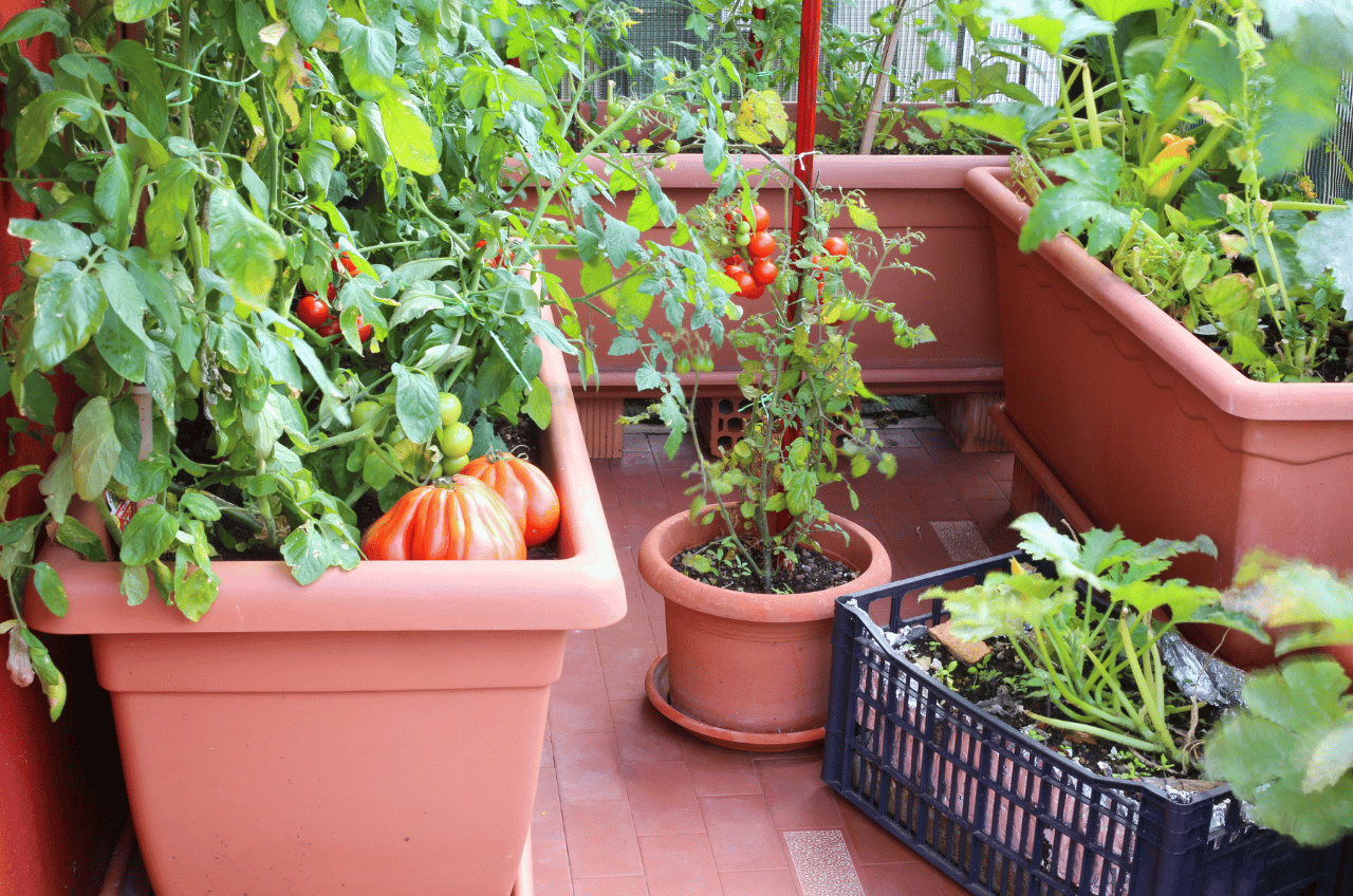 Potager balcon