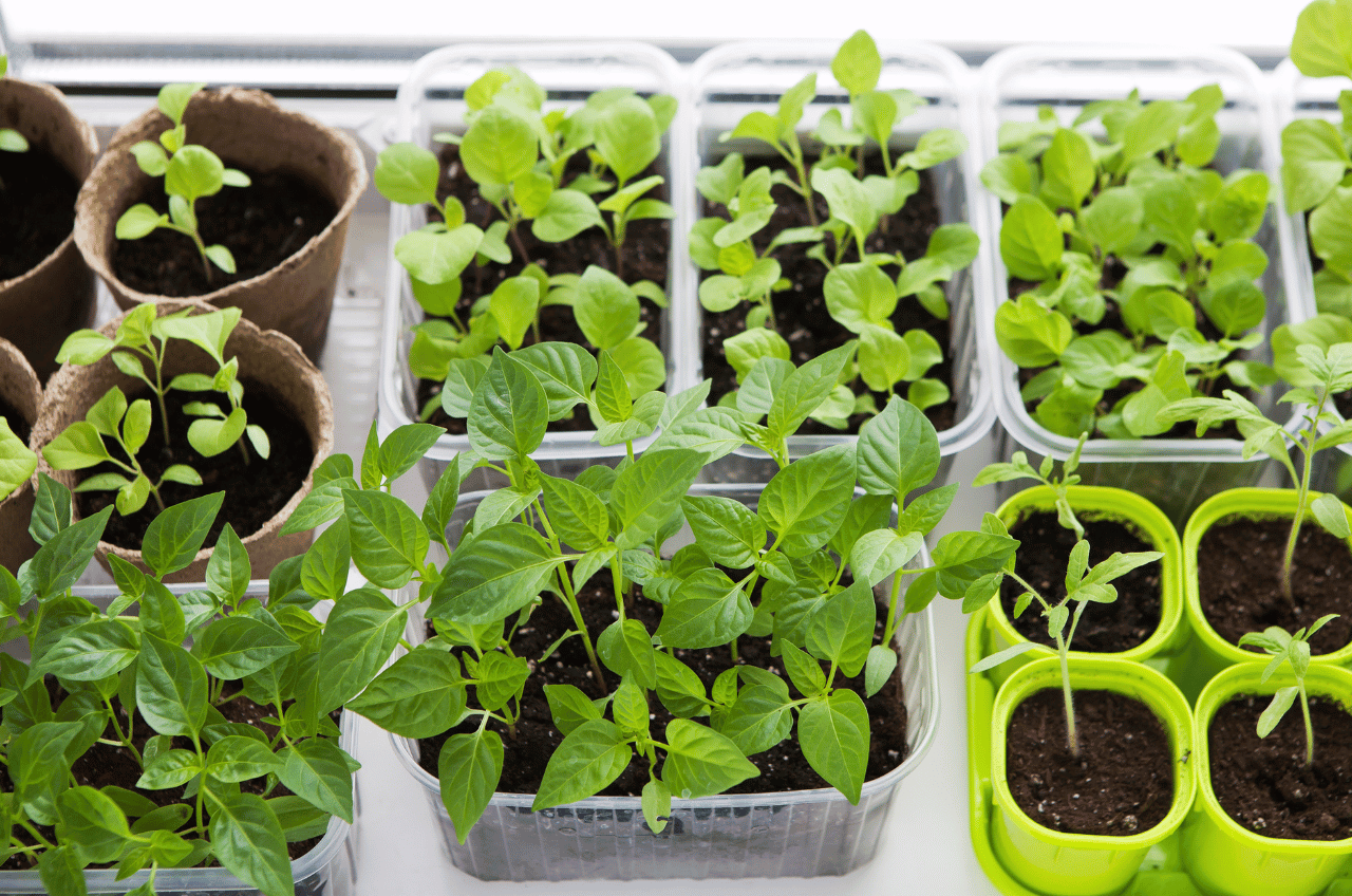 Faire des semis - potager