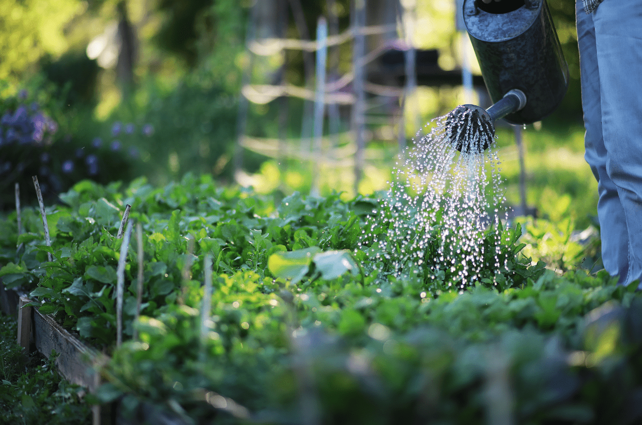 Eau potager economie